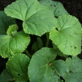 Dew on the Cantaloupe Plants