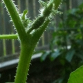 Tiny Cucumber